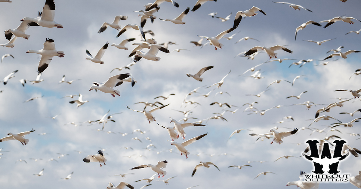 Guided Spring Snow Goose Hunts in Missouri