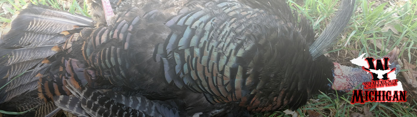 Guided Michigan Spring Turkey Hunts
