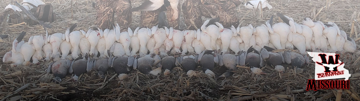 Missouri Spring Snow Goose Hunts