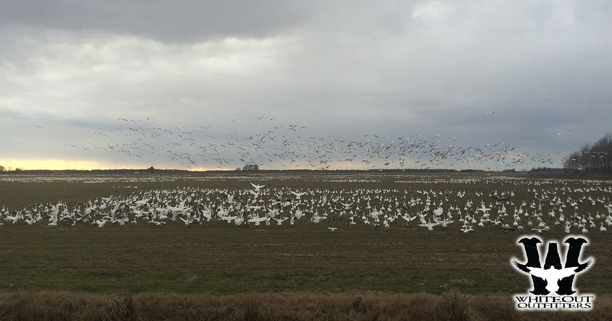 Snow Goose Hunting for Waterfowl Enthusiasts