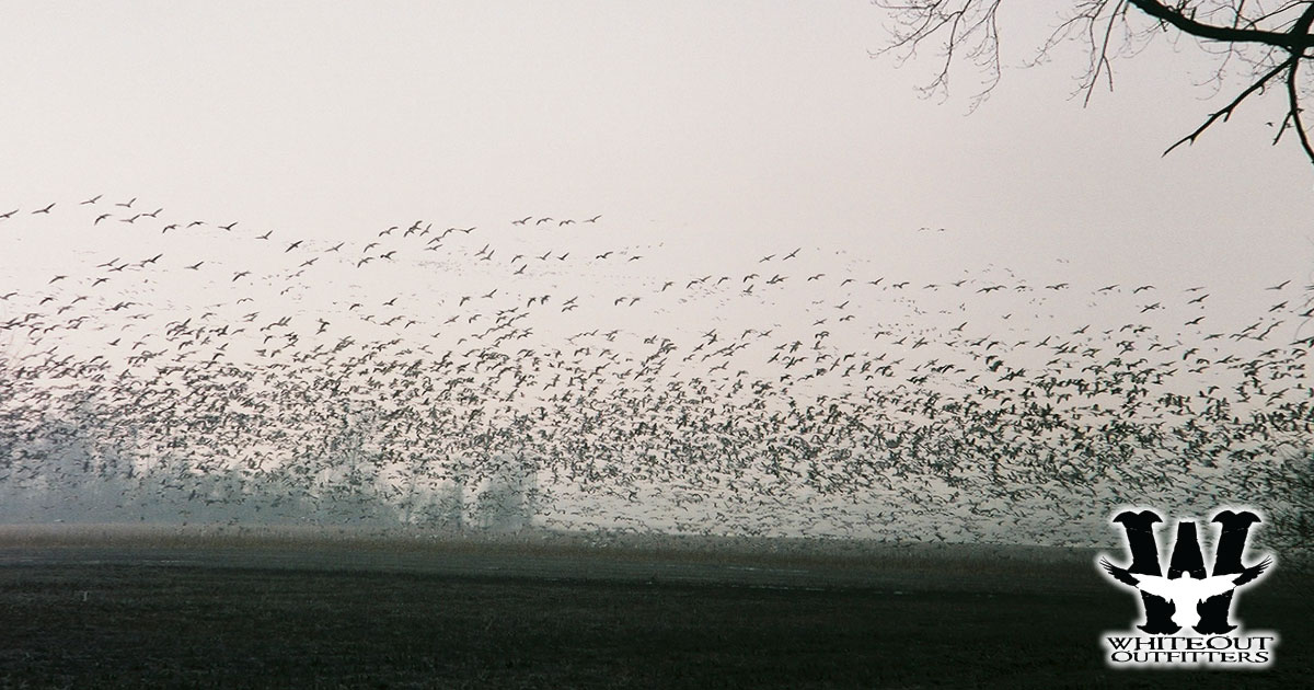Snow Goose Hunting and Spring Snow Goose Hunting in Missouri