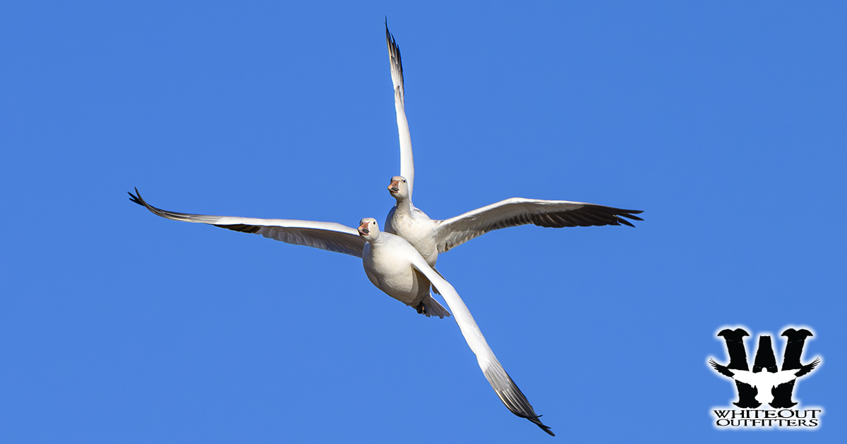 How Many Birds Should I Expect on a Guided Spring Snow Goose Hunt?