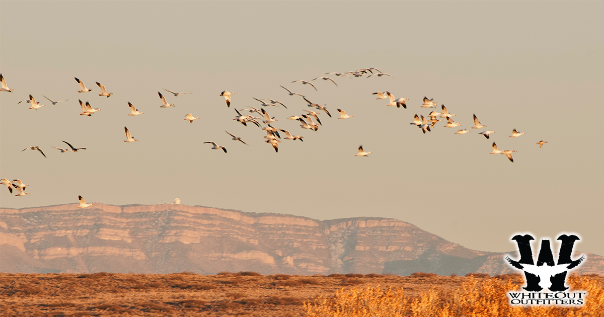What Is Included in a Guided Spring Snow Goose Hunt?