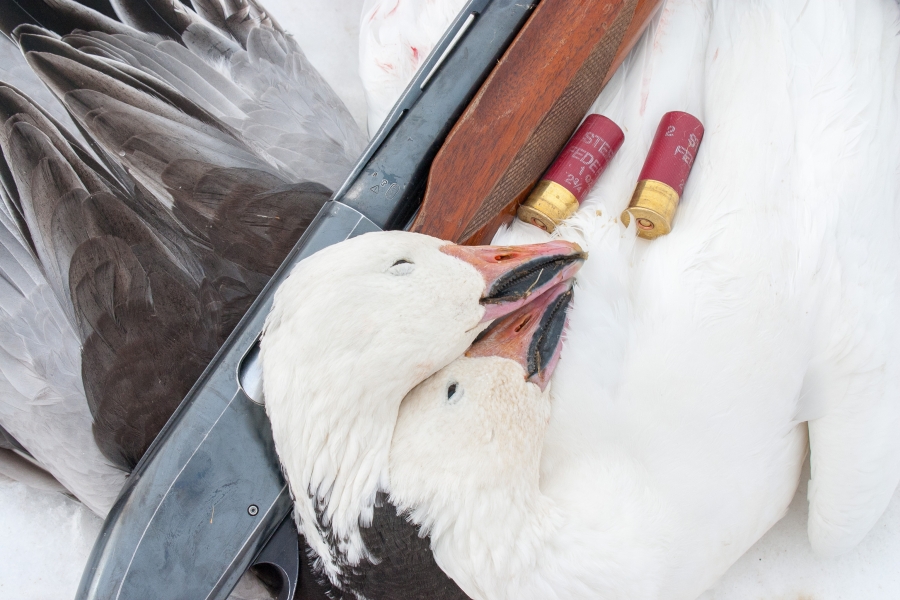 Spring Snow Goose Hunting, The Experience