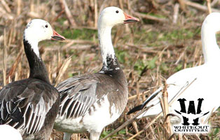 Hybrid Blue Goose