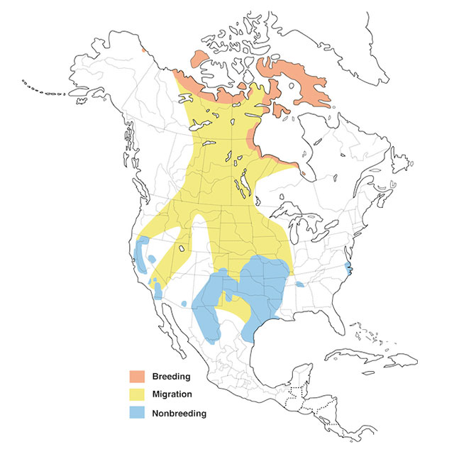 Snow Goose Migration Map