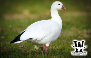 Ross's Goose