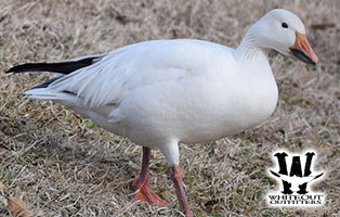 Snow Goose