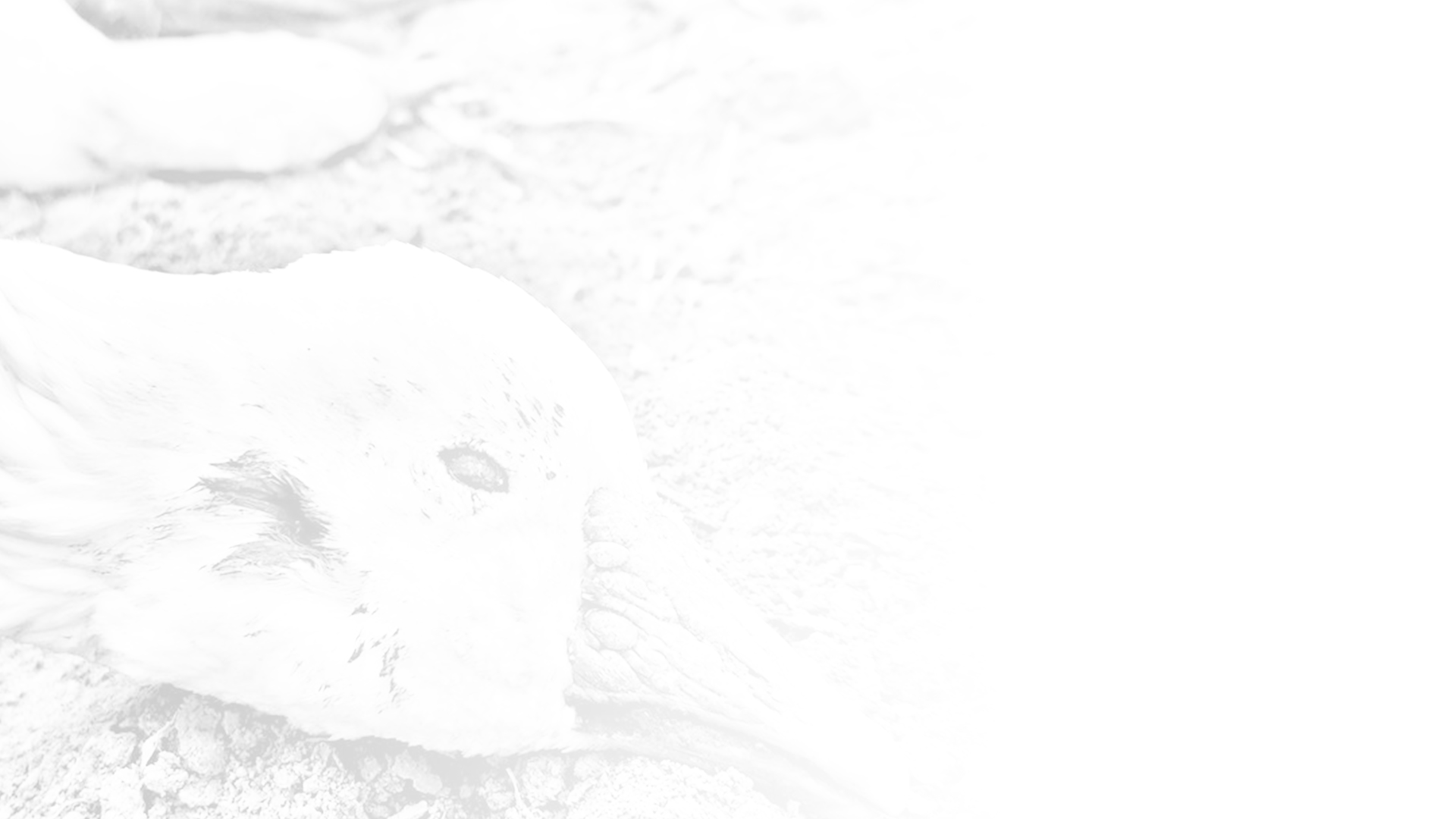 Best Spring Snow Goose Hunting: A Memorable Experience