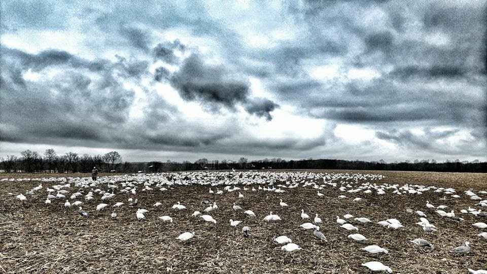 Whiteout Outfitters Spring Snow Goose Hunts IMG_0726.jpg