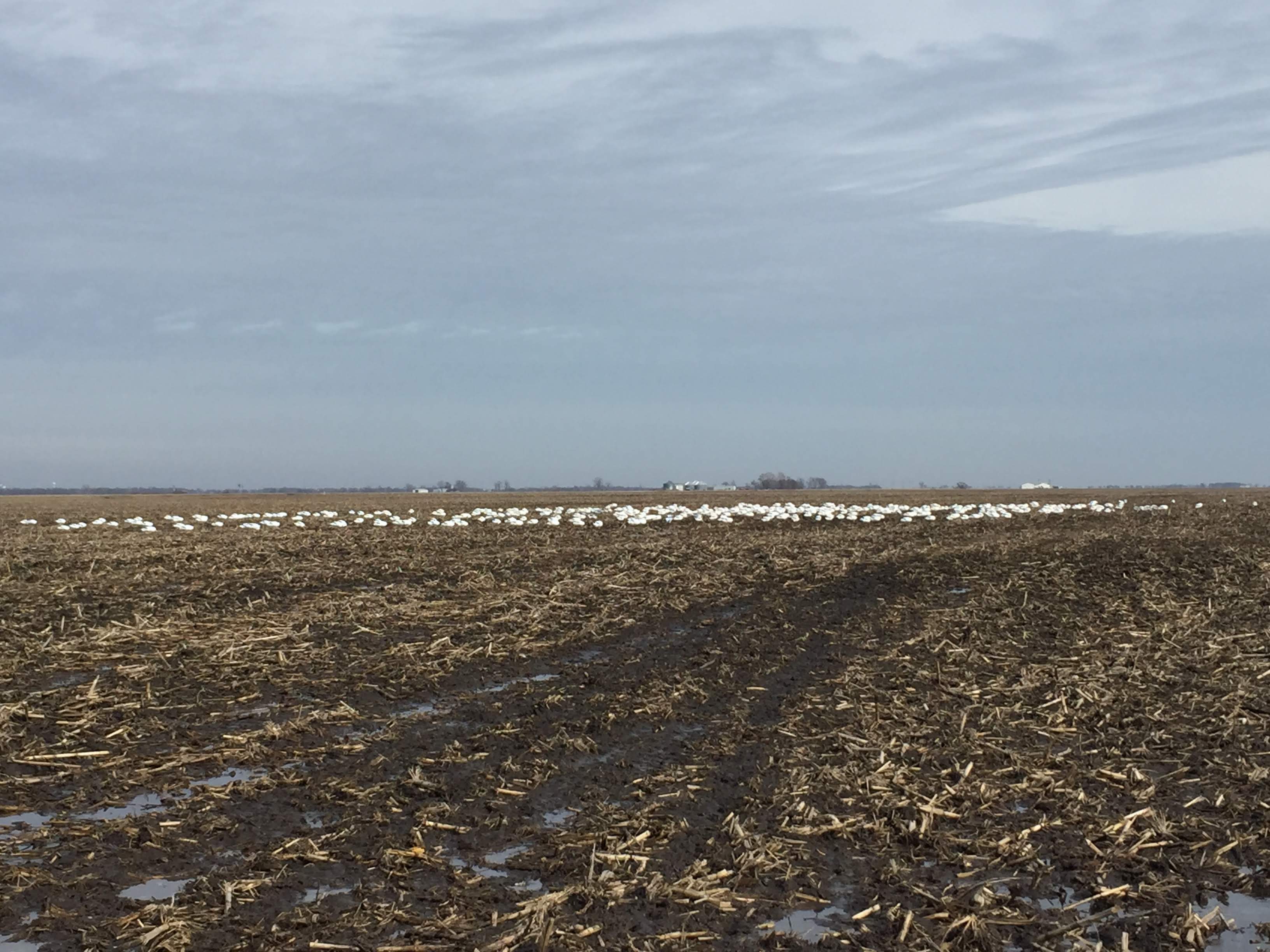 Whiteout Outfitters Spring Snow Goose Hunts IMG_0152.jpg