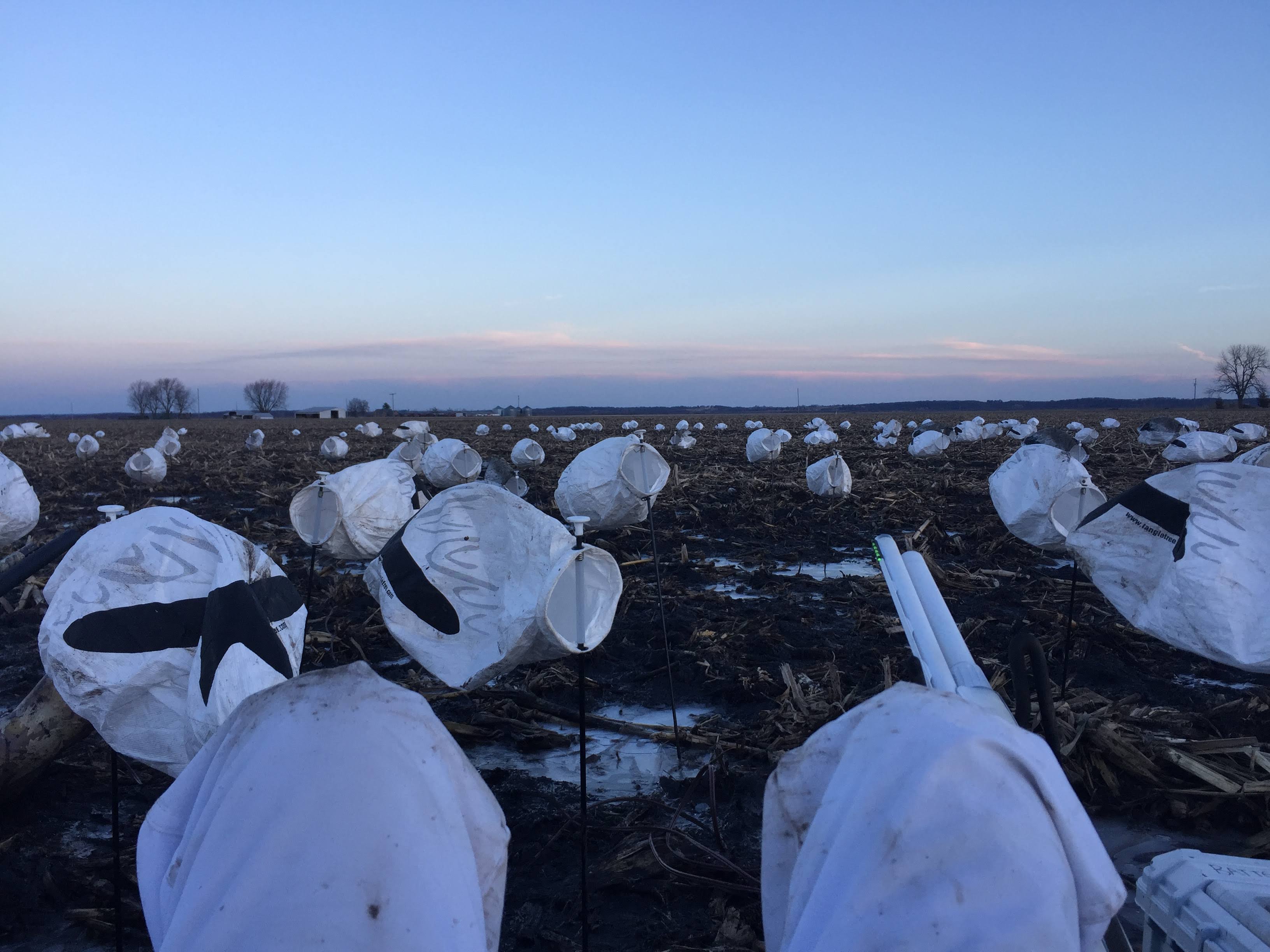 Whiteout Outfitters Spring Snow Goose Hunts IMG_0157.jpg