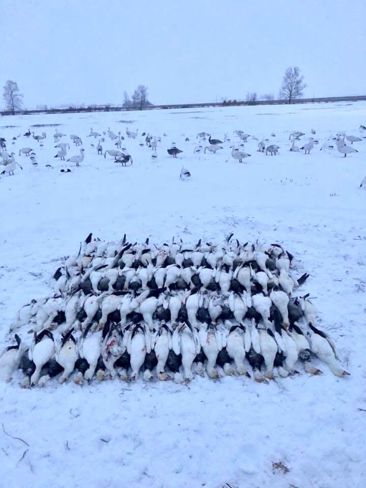 Whiteout Outfitters Spring Snow Goose Hunts IMG_0172.jpg
