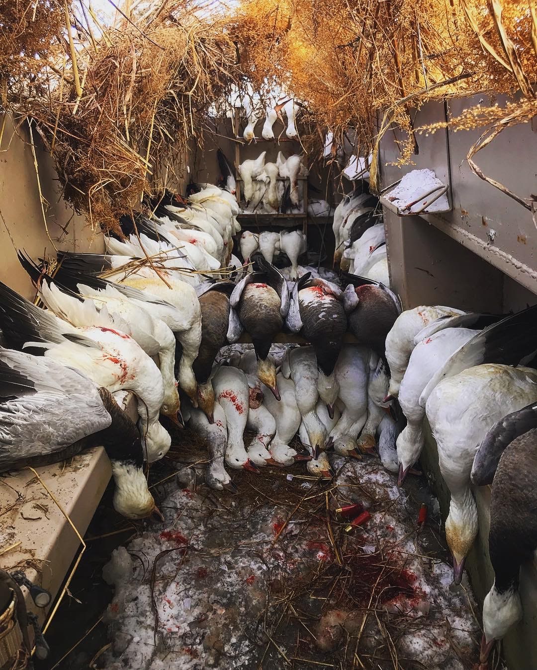 Whiteout Outfitters Spring Snow Goose Hunts IMG_0175.jpg
