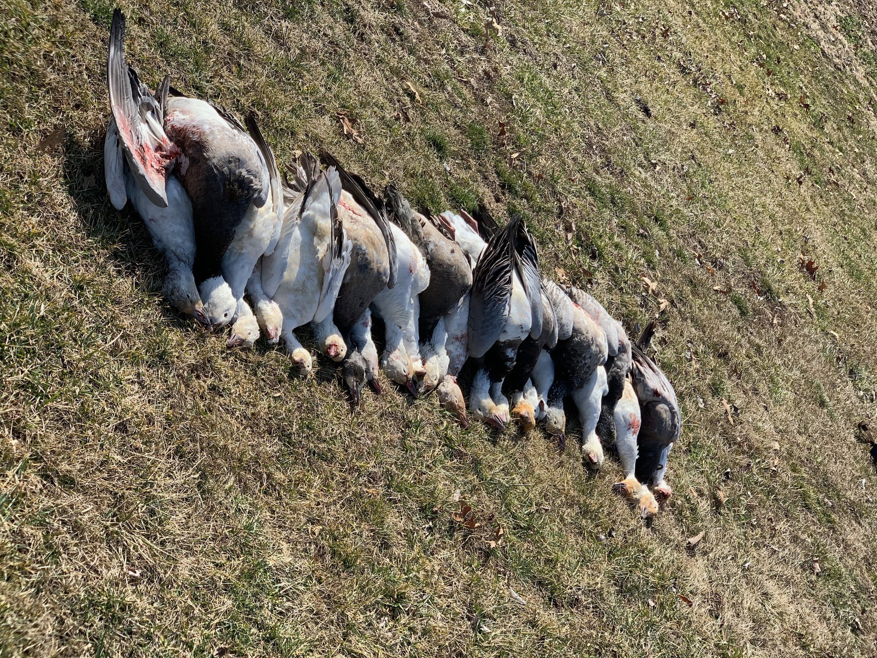 Whiteout Outfitters Spring Snow Goose Hunts IMG_2194.jpg