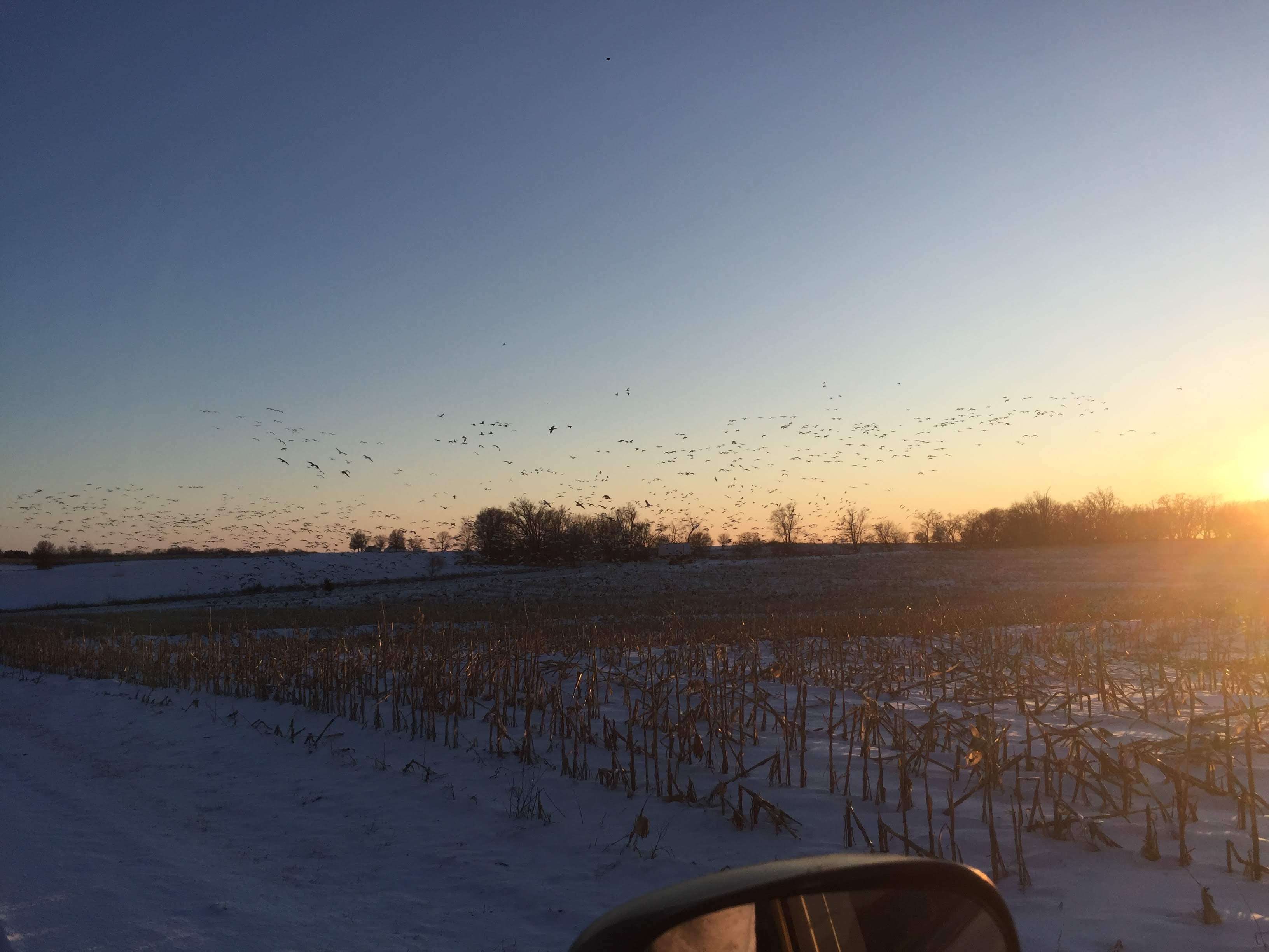 Whiteout Outfitters Spring Snow Goose Hunts IMG_2214.jpg