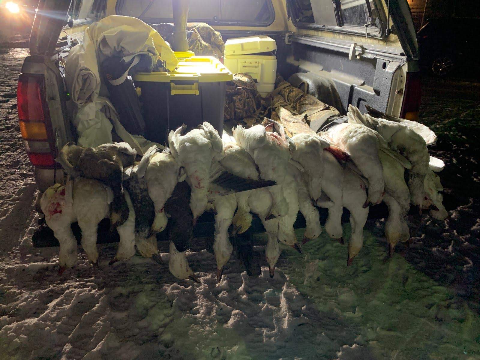 Whiteout Outfitters Spring Snow Goose Hunts IMG_2219.jpg