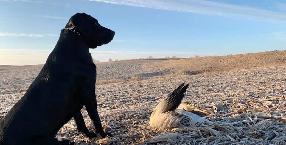 Whiteout Outfitters Spring Snow Goose Hunts IMG_2252.jpg