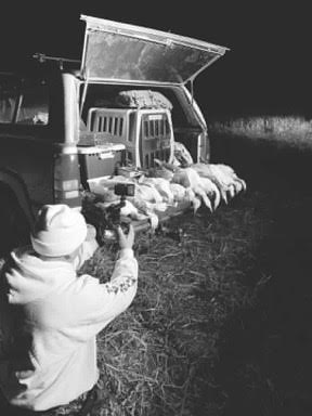 Whiteout Outfitters Spring Snow Goose Hunts IMG_2254.jpg