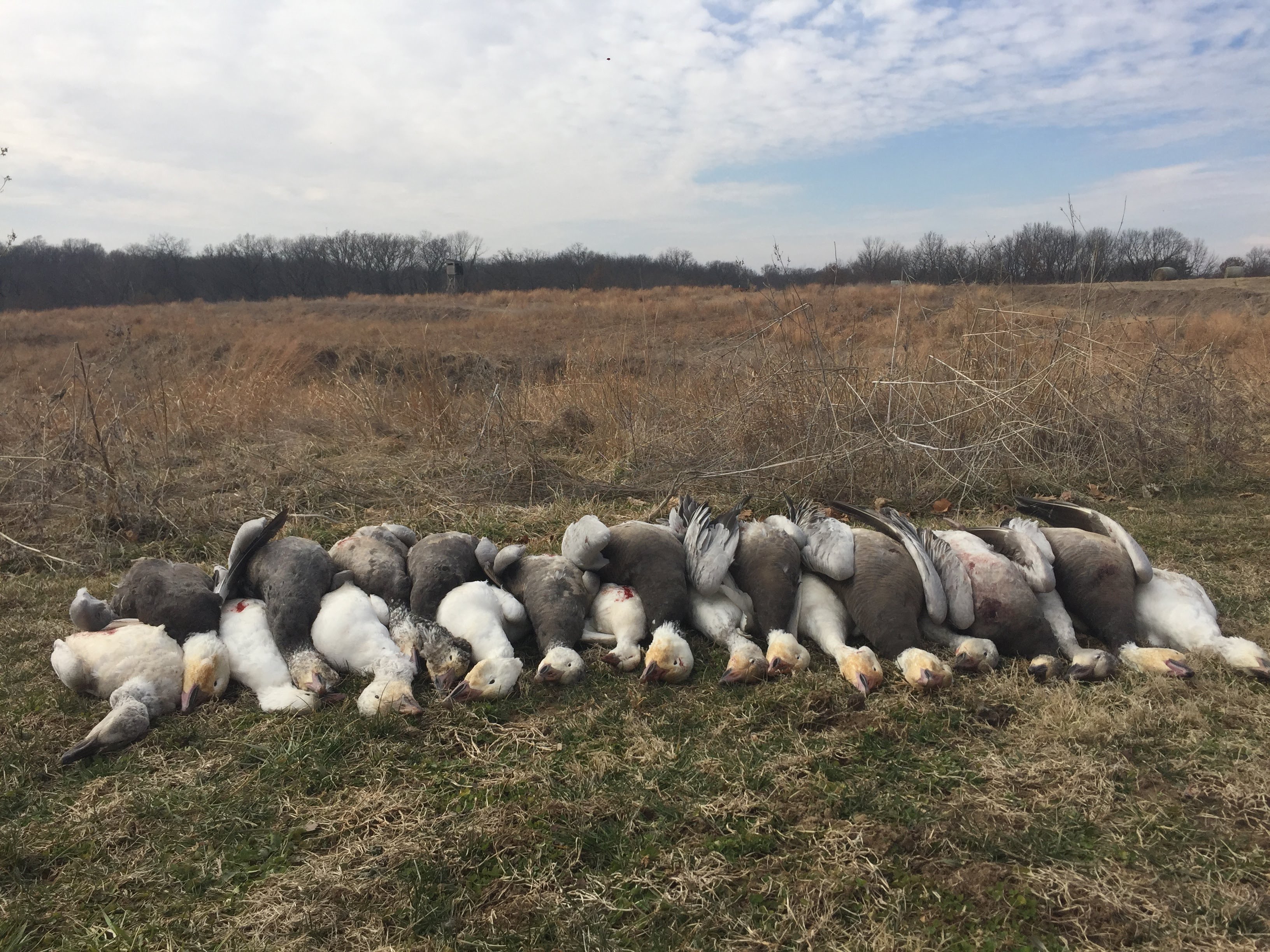 Whiteout Outfitters Spring Snow Goose Hunts IMG_2273.jpg