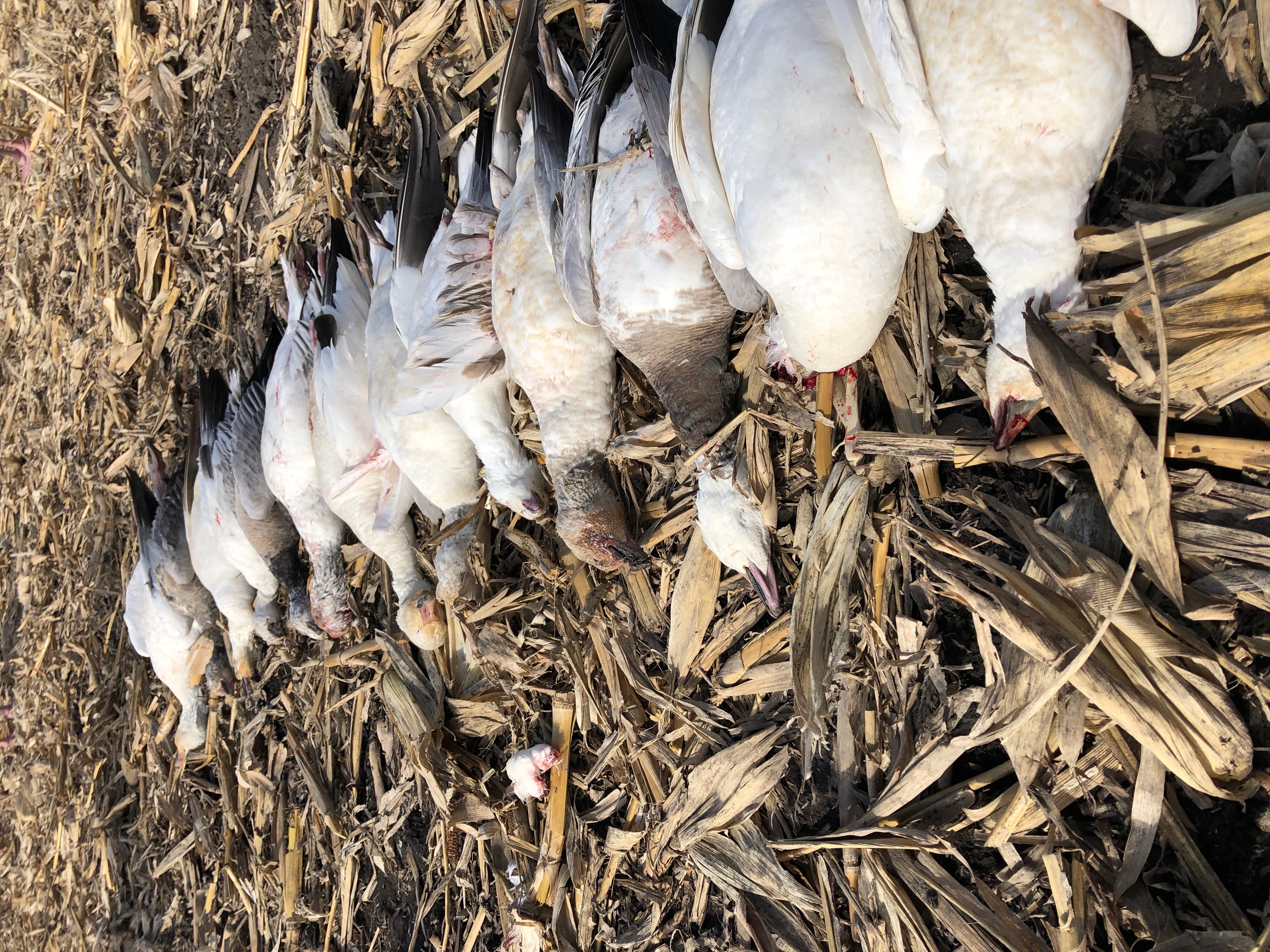Whiteout Outfitters Spring Snow Goose Hunts IMG_2275.jpg