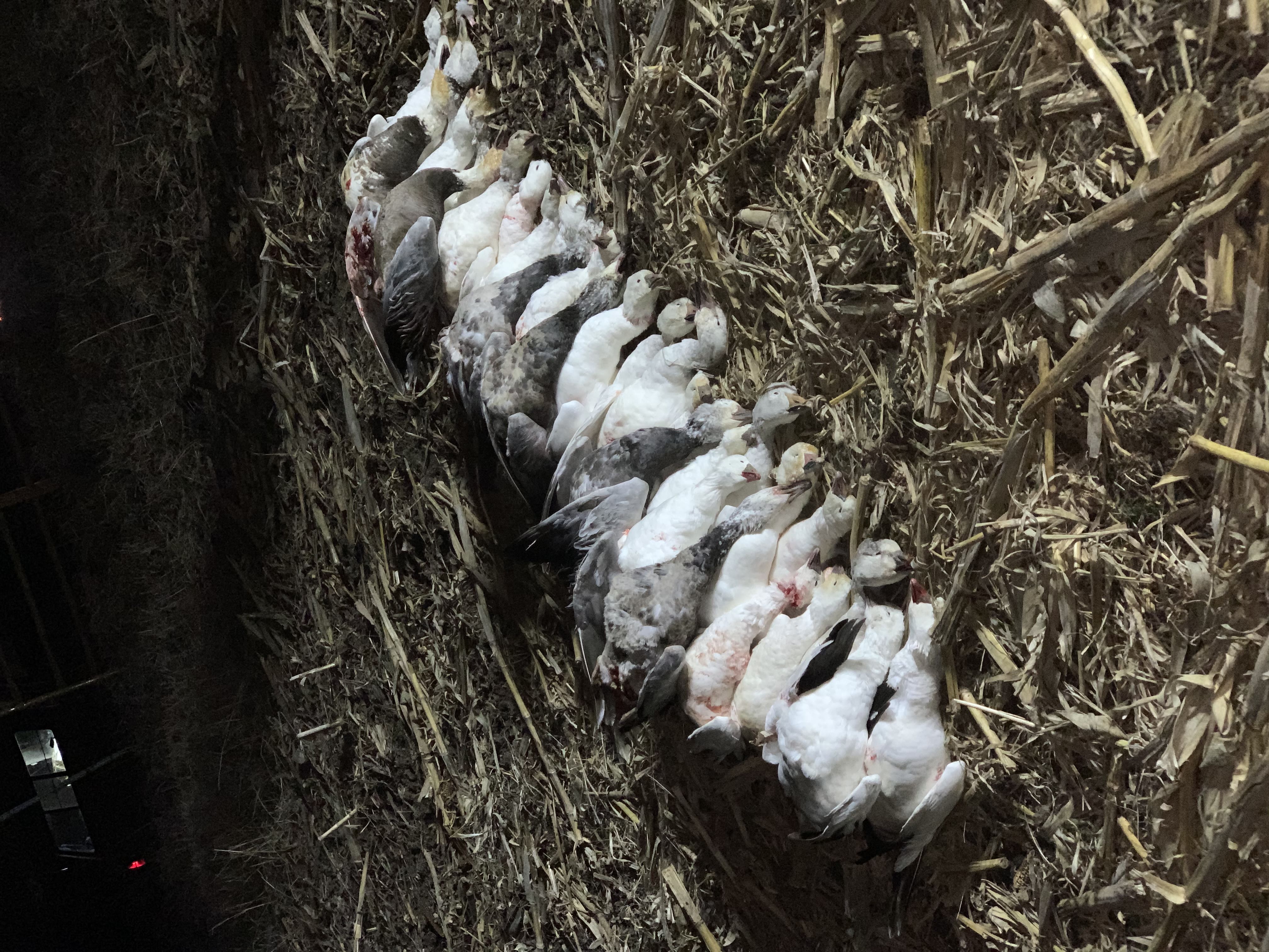 Whiteout Outfitters Spring Snow Goose Hunts IMG_2288.jpg