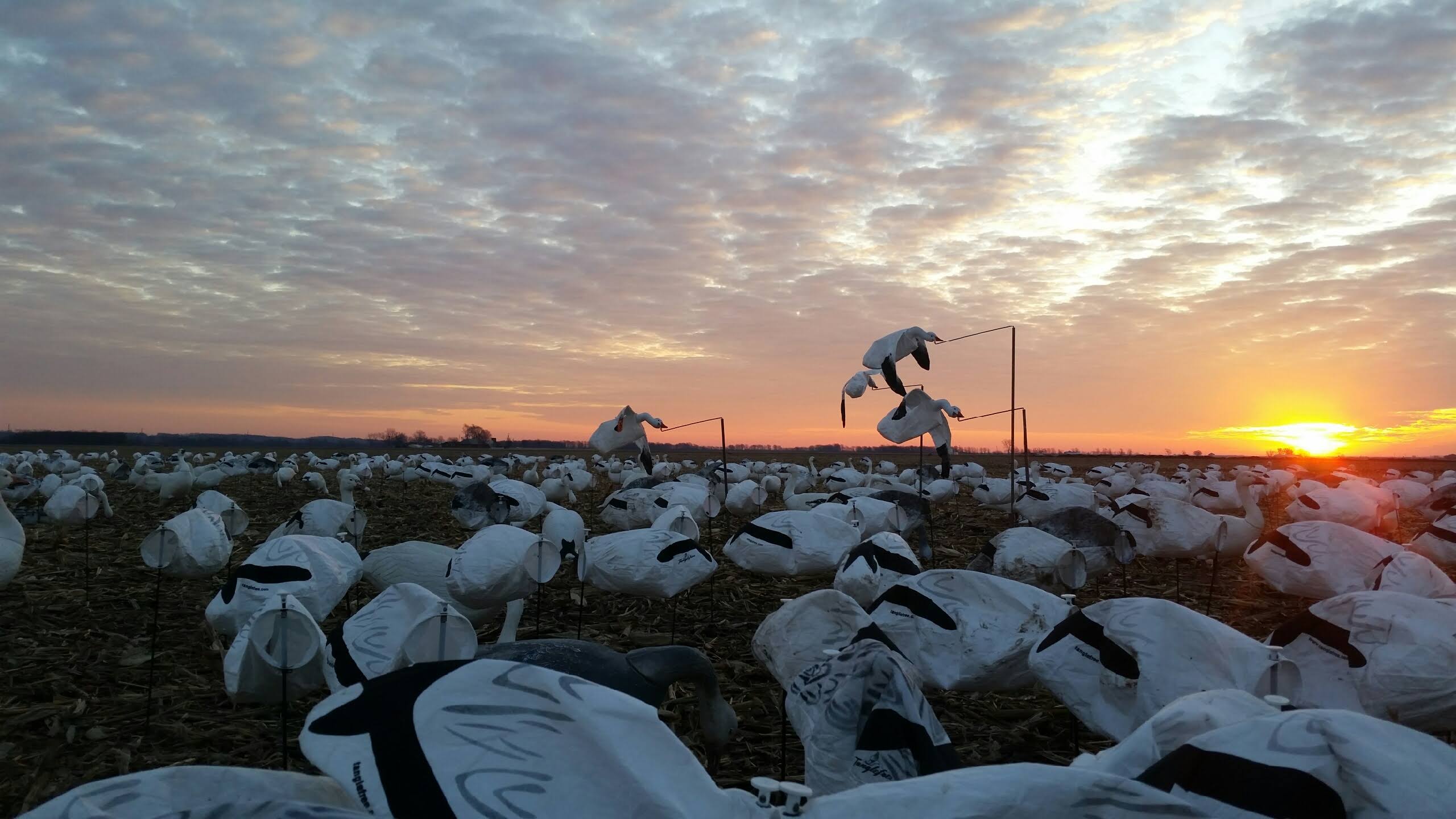 Whiteout Outfitters Spring Snow Goose Hunts IMG_2302.jpg