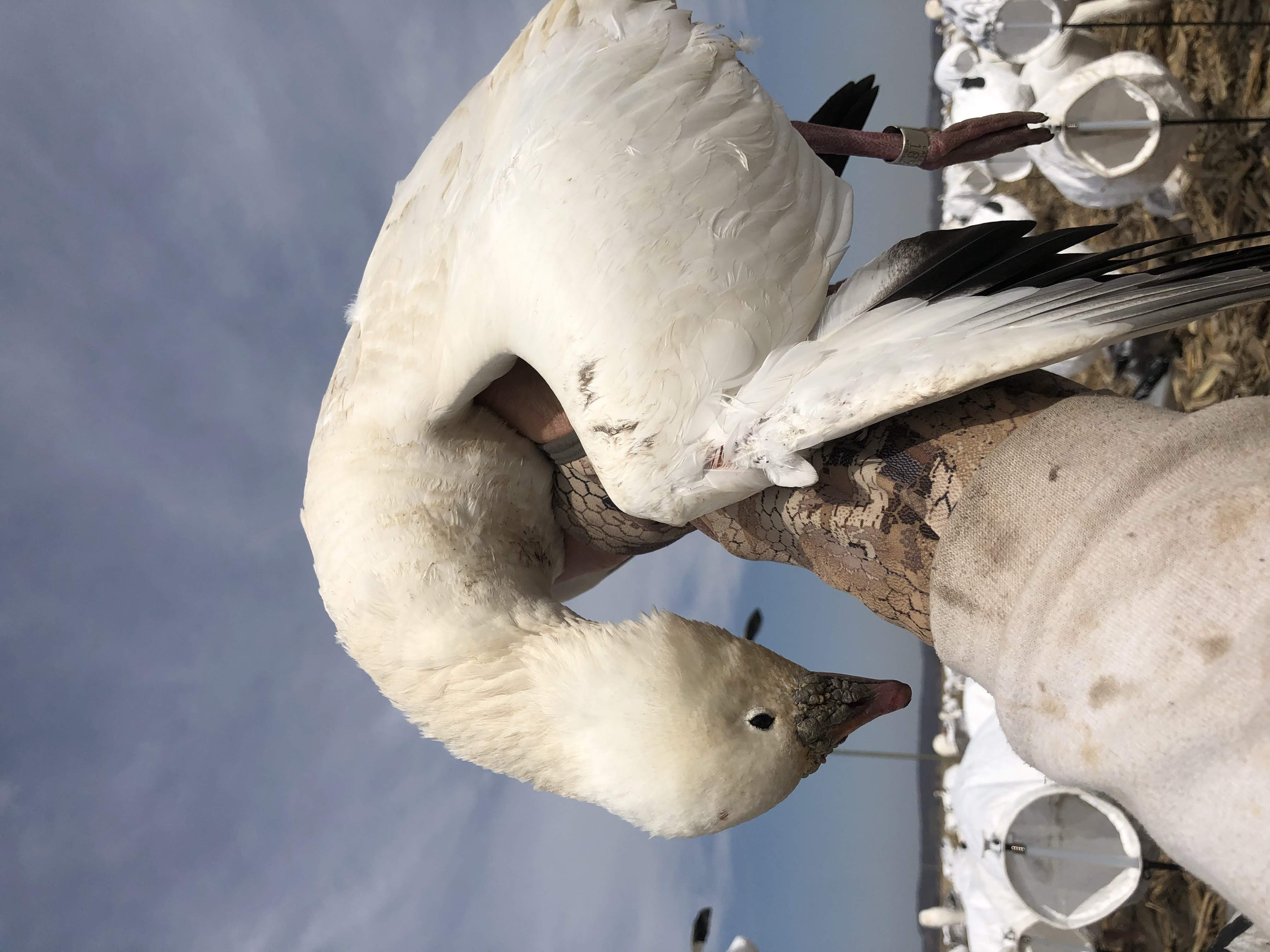 Whiteout Outfitters Spring Snow Goose Hunts IMG_3522.jpg