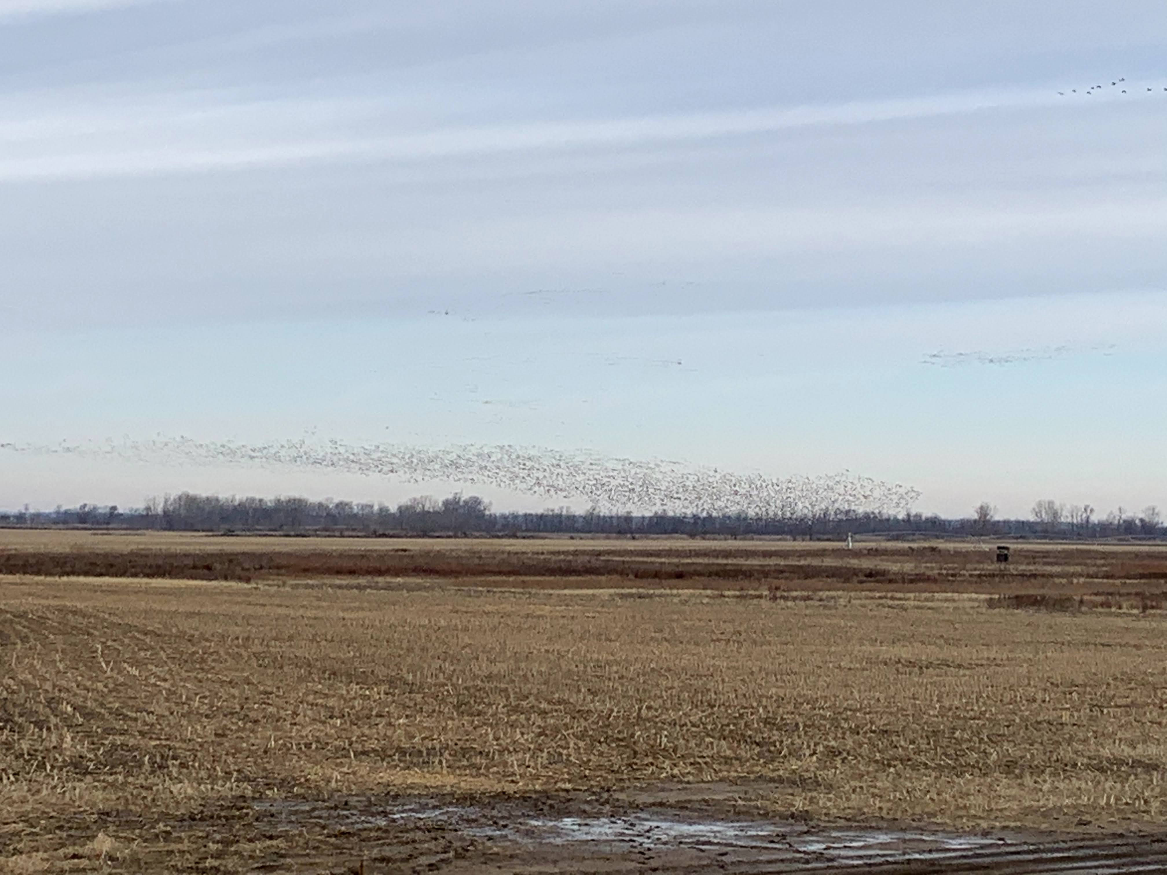 Whiteout Outfitters Spring Snow Goose Hunts IMG_0493.jpg