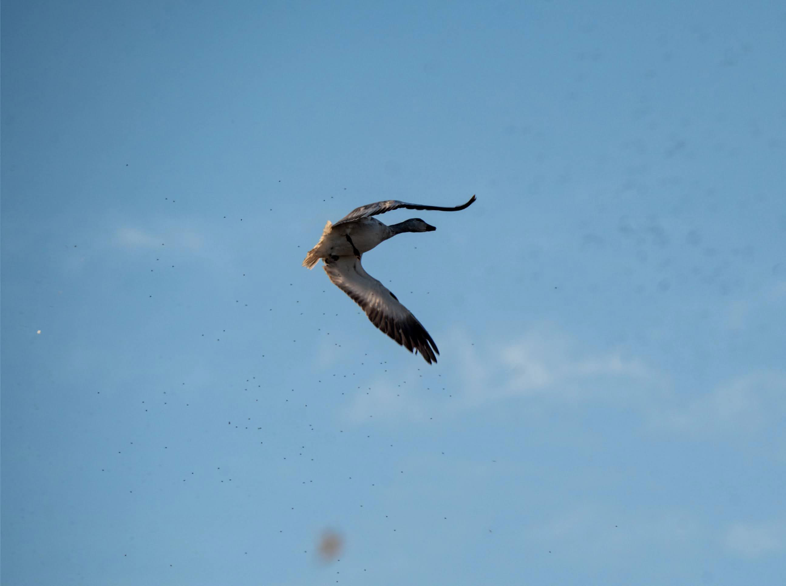 Whiteout Outfitters Spring Snow Goose Hunts IMG_0504.jpg