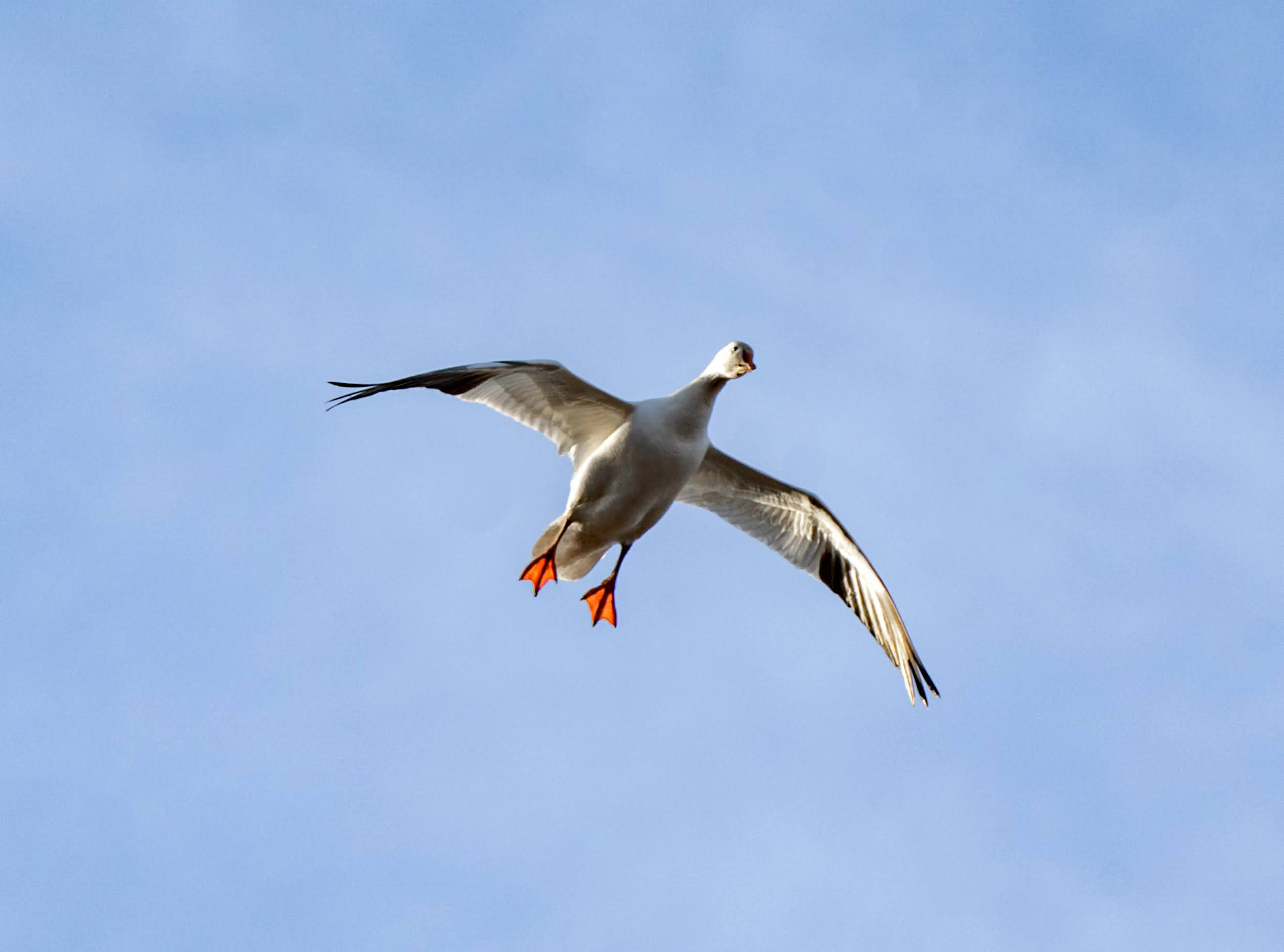 Whiteout Outfitters Spring Snow Goose Hunts IMG_0505.jpg