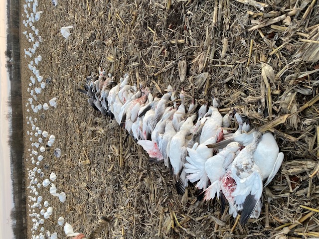 Whiteout Outfitters Spring Snow Goose Hunts IMG_0139.jpg