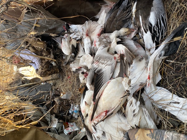 Whiteout Outfitters Spring Snow Goose Hunts IMG_1342.jpg