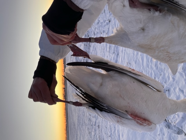 Whiteout Outfitters Spring Snow Goose Hunts IMG_1805.jpg