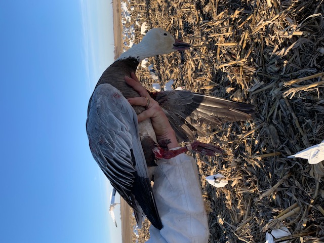 Whiteout Outfitters Spring Snow Goose Hunts IMG_9362.jpg