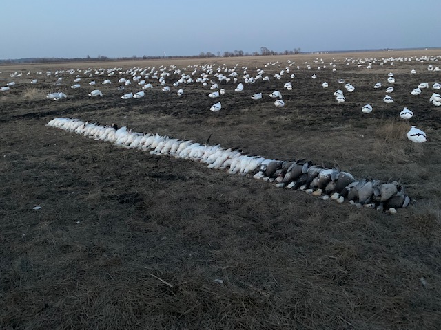 Whiteout Outfitters Spring Snow Goose Hunts IMG_9455.jpg