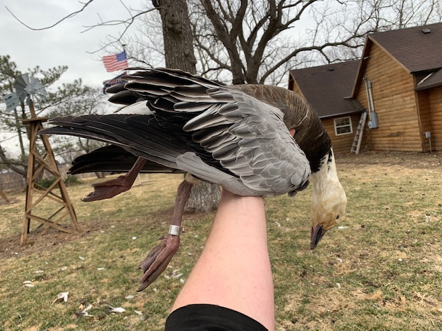 Whiteout Outfitters Spring Snow Goose Hunts IMG_9467.jpg