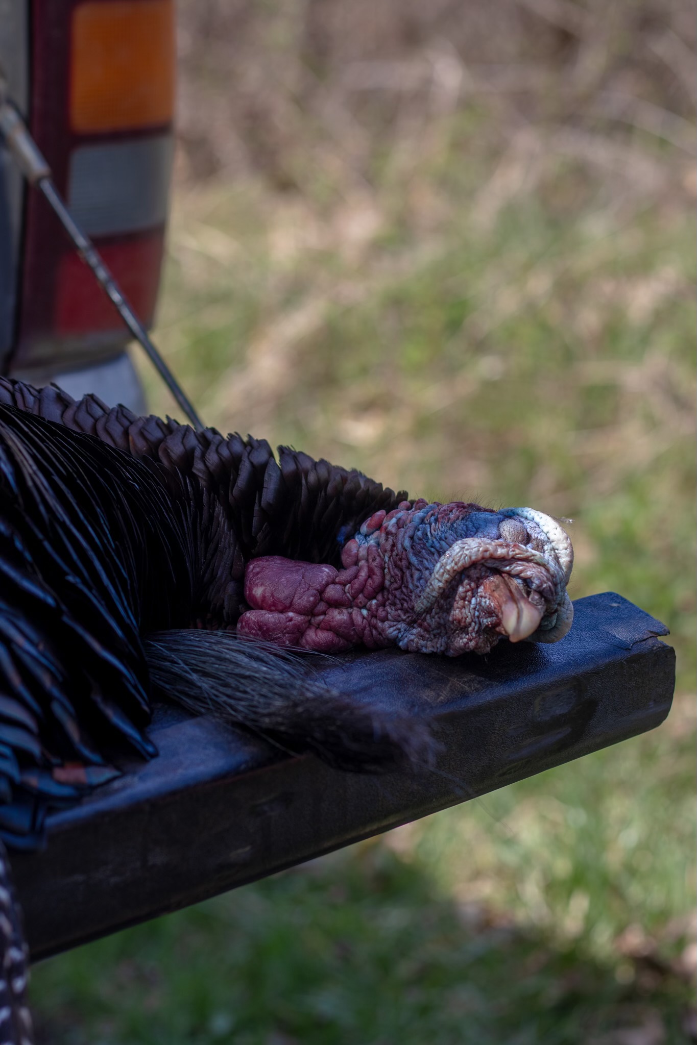 Spring Turkey Hunt cf_69725ecf7214d_IMG_6434.jpeg